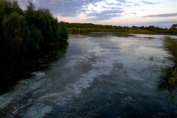 Blue-green algae in the lake makes patterns in the water