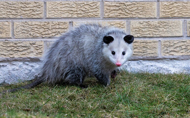 Pink Nose Black Ears Opossum