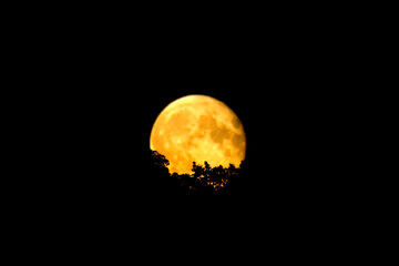 Yellow orange supermoon behind a treetop in silhouette
