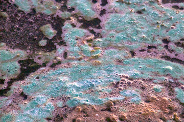 Algae soup in close up in shades and many colors