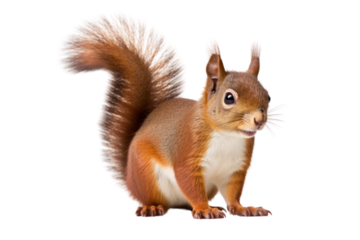 Cute squirrel isolated on white transparent background.