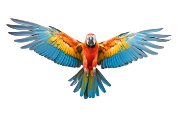 Close-up shot of a macaw spreading its wings and flying isolated on white transparent background.
