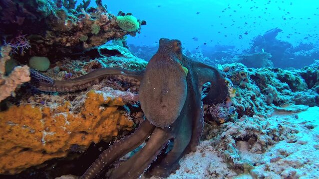 Octopus underwater walking. A Day octopus (Octopus cyanea) walking at the bottom of the sea overgrown by fancy looking corals, tunicates and sea squirts