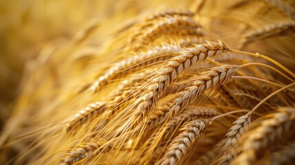 Harvested barley. Generative AI