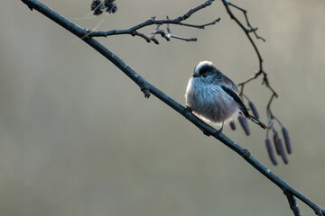 Obraz premium Long-tailed tit (Aegithalos caudatus) on a winter morning, Perth, Scotland