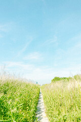 草むらの中の小道