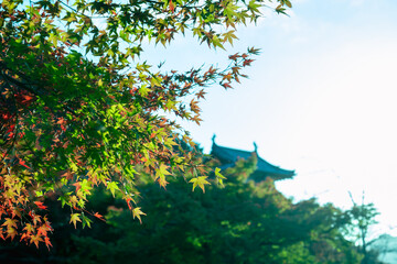 出石城城下町の紅葉