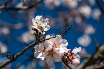 Almond Blossom. Almond blossoms during winter in Spain. You can see insects collecting pollen from these flowers, bees, bumblebees or flies