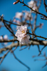 Almond Blossom. Almond blossoms during winter in Spain. You can see insects collecting pollen from these flowers, bees, bumblebees or flies