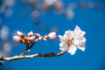 Almond Blossom. Almond blossoms during winter in Spain. You can see insects collecting pollen from...