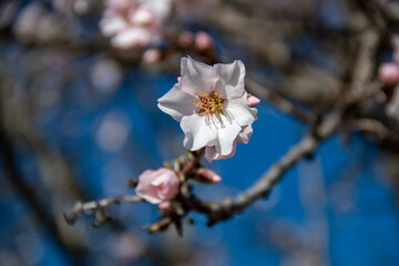 Almond Blossom. Almond blossoms during winter in Spain. You can see insects collecting pollen from these flowers, bees, bumblebees or flies