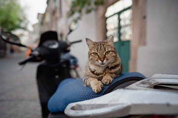 Domestic cat sitting on a motorcycle seat