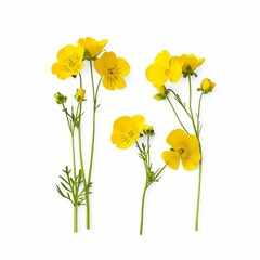 Fototapeta premium Stems of meadow field buttercup yellow flowers isolated on white background with clipping path. Full Depth of field. Focus stacking. Generative AI