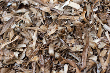Dry old waterweed close-up, natural nature background
