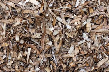 Dry old waterweed close-up, natural nature background
