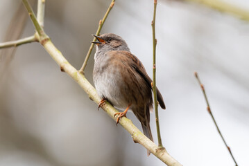 Dunnock on a Twig