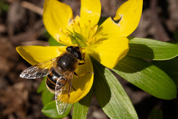 wild bee on a flower