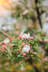 Blooming branches of apple tree on a background of blue sky, selective focus. Natural flowering background