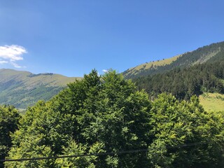 Trees in the mountains 
