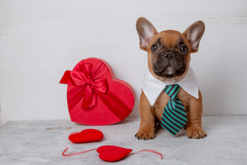 cute funny French bulldog puppy with red heart-shaped box on white background, Valentine's Day concept