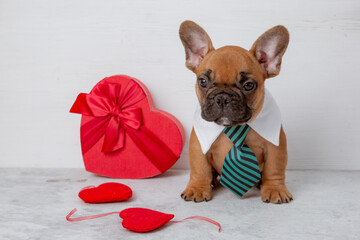 cute funny French bulldog puppy with red heart-shaped box on white background, Valentine's Day...