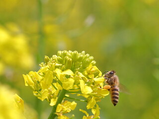 A honeybee coming to canola flowers
