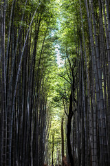 Magical avenue of a century-old bamboo forest in Kyoto Japan. Tunnel effect oh this bamboo walkway in a vertical image. Beautiful Japanese vegetation and Japanese travel photography.