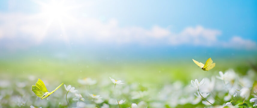 Art Beautiful blurred spring background nature with blooming glade, butterfly and blue sky on a sunny day