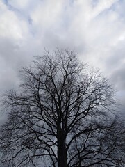 Obraz na płótnie Canvas Lone black tree 