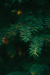 christmas tree branches