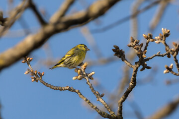 Obraz premium Eurasian Siskin perched on a tree branch in the morning light
