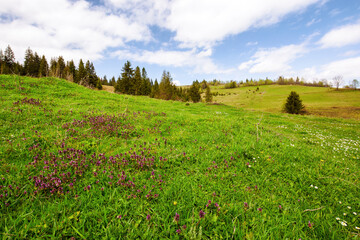 herbs and flowers on the grassy meadow in spring. carpathian countryside with forested hills on a warn sunny day. beauty of trascarpathian rural landscape