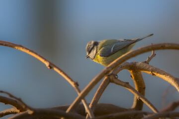 Eurasian Blue Tit perched on a tree branch in the morning light