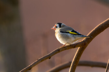 European Goldfinch perched on a tree branch in the morning light