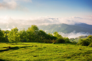 alpine green meadows of carpathian countryside in spring. mountainous landscape of ukraine with rolling hills and deep valley on a foggy morning. warm sunny weather with clouds on the blue sky