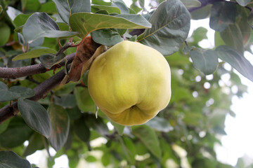 Ripe Quinces on the Tree - 728551686