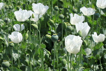 Seed heads of white poppies in a field. Poppy hashish fields - 728551830