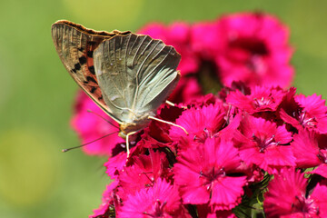 beautiful butterfly on red flower - 728552057