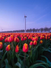 Fotobehang A field of tulips during sunset. A wind generator in a field in the Netherlands. Green energy production. Landscape with flowers during sunset. Photo for wallpaper and background. © biletskiyevgeniy.com