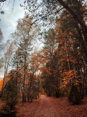 autumn in the forest