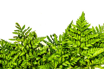 Fresh tropical green leaves on white background