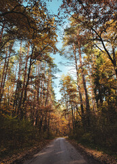 autumn in the forest