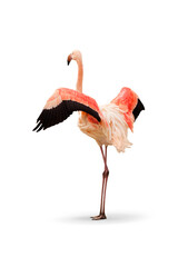 Flamingo standing on a transparent background.