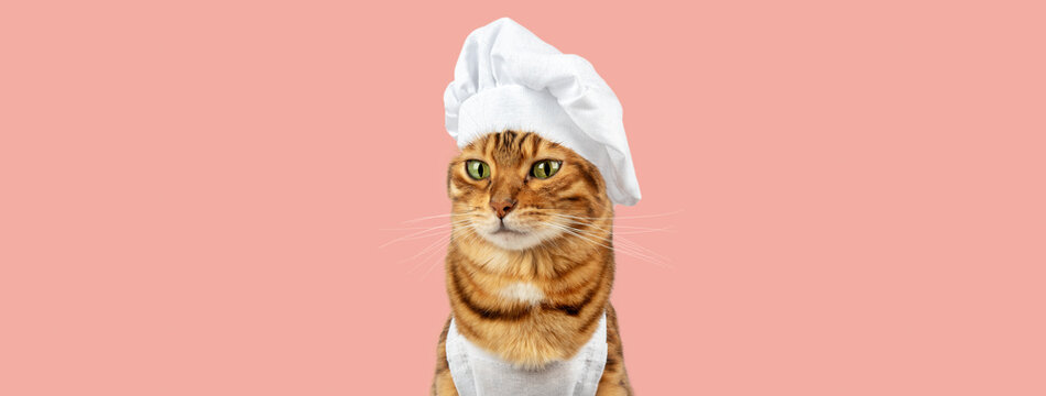 Funny cat - a cook in a white cap and apron