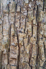 Bark tree texture close up