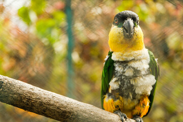 A vibrant parrot on a branch