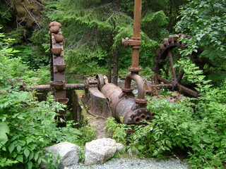 antique farm equipment surrounded by plants in forest