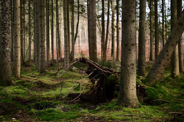 Obraz premium Waldbruch 23