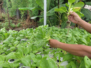 Pak choi plants (Brassica rapa) grown hydroponically in a residential area are being harvested by...