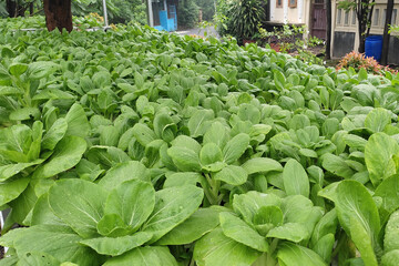 Pak choi (Brassica rapa) plants cultivated hydroponically in a residential area are ready for harvest.